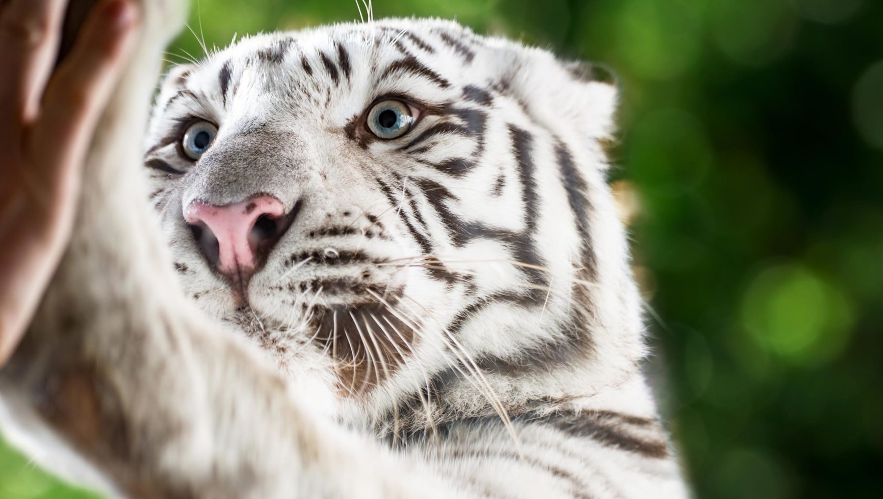 Solos Glass – KristalClear™